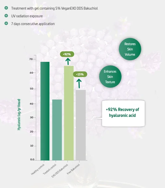 Bar graph demonstrating the effect of 5% VeganEXO DDS Bakuchiol on hyaluronic acid levels after 7 days of UV exposure and treatment. The DDS formulation shows a +92% recovery of hyaluronic acid compared to a +15% recovery from free Bakuchiol, indicating superior hydration, restored skin volume, and improved skin texture.